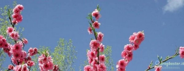 mandorlo in fiore timeline cover per facebook