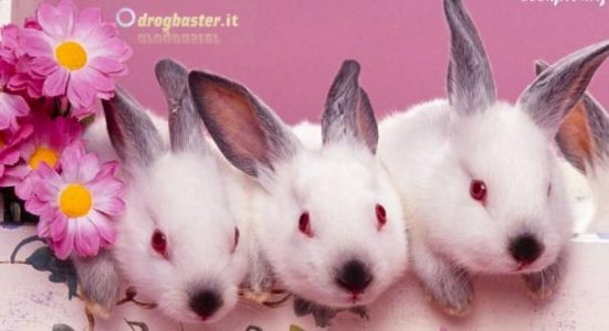 simpatici coniglietti per le tue cover personalizzate