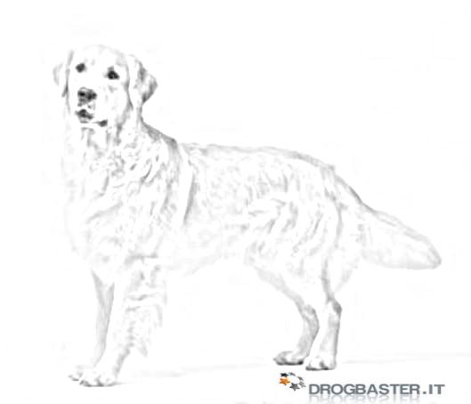 cane razza golden retriever