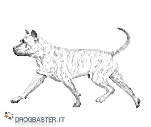 dogo canario da stampare