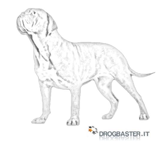 dogue de bordeaux da stampare