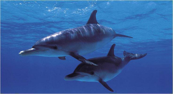 DigiFish Dolphin Screensaver Delfini
