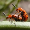 coccinelle che si accoppiano