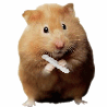 hamster