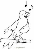 colora uccelo che canta