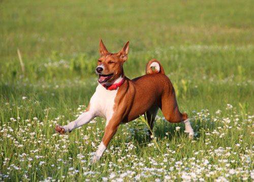 basenji che corre allegramente nel prato