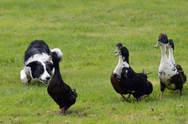 Border Collie insegue le anatre