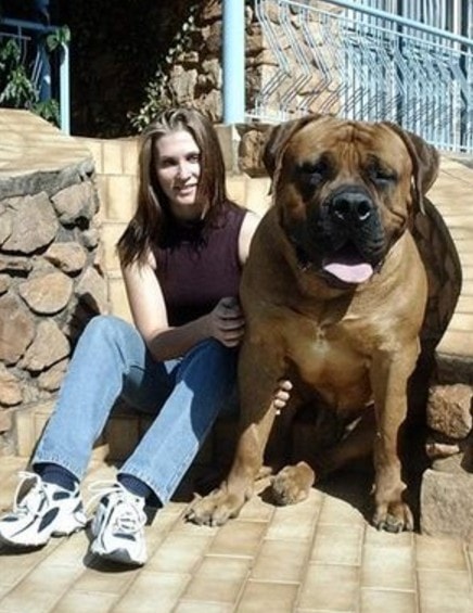 record cane più grande del mondo