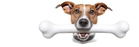 cane con osso in bocca