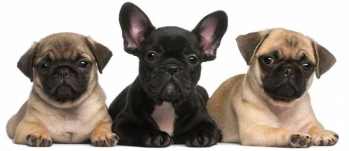 tre carlini sdraiati