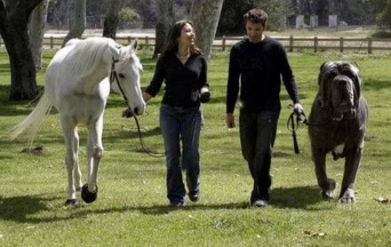 passeggio donna uomo cavallo cane