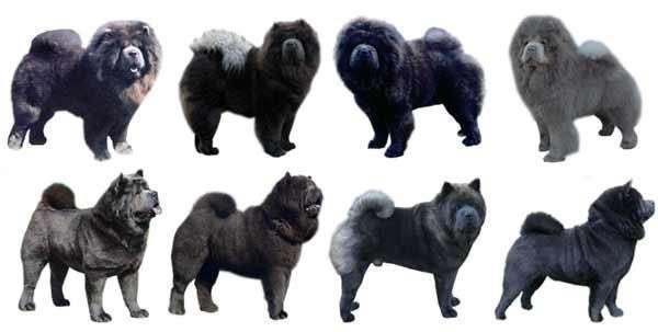 esemplari del cane color blue