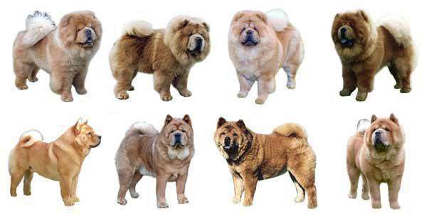 esemplari del cane color cannella o chiamto fulvo