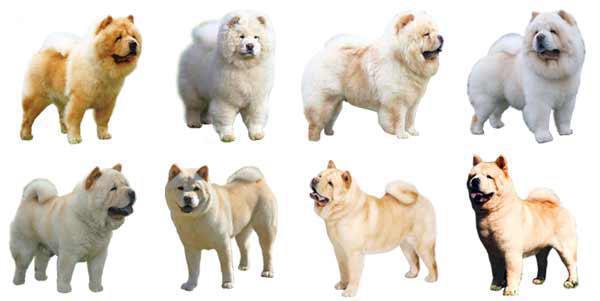 esemplari del cane color crema