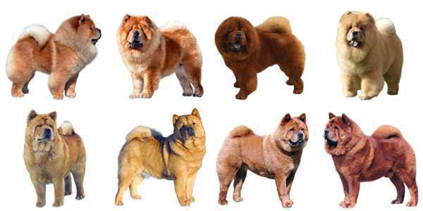 esemplari del cane color rosso