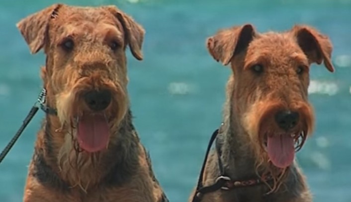 coppia di airedale terrier