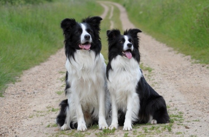 coppia di Border Collie