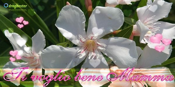 Copertina per facebook Cover primaverile per la festa della mamma