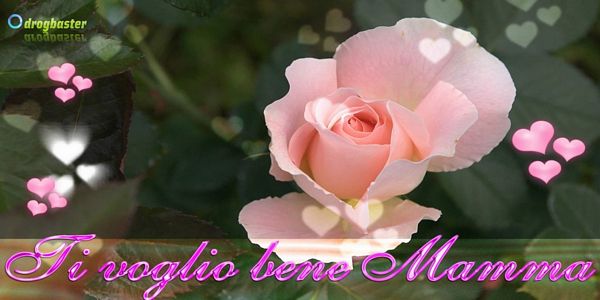 Rosa con scritta Ti voglio bene Mamma per google o facebook