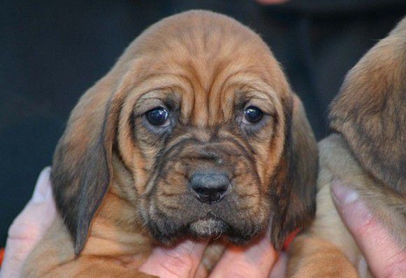 cucciolo di segugio a pochi giorni dalla nascita