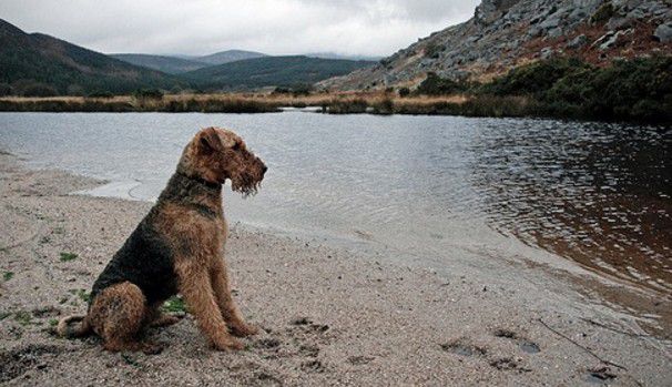 foto panorama con airedale