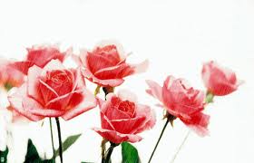 Rose da regalare alla mamma