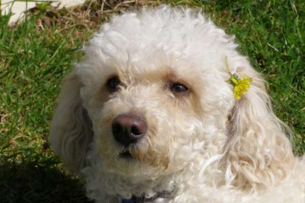 Barboncino cane di famiglia