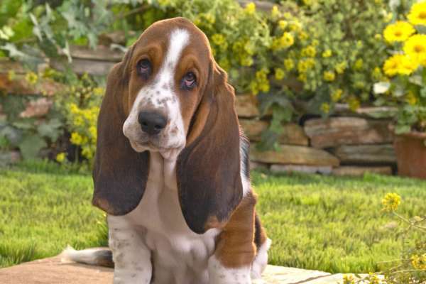 Il Basset Hound