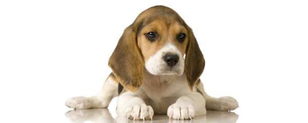 cani per la famiglia Beagle
