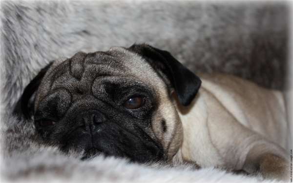 Il Carlino buon cane da compagnia
