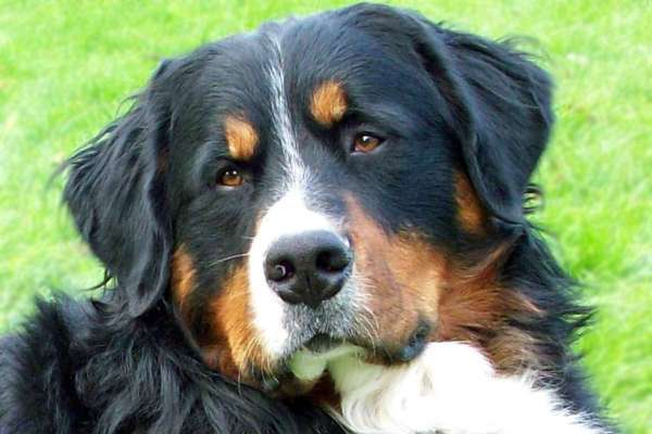 Il Bovaro del Bernese