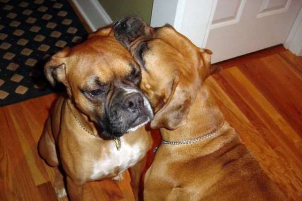 Il Boxer buon cane di famiglia
