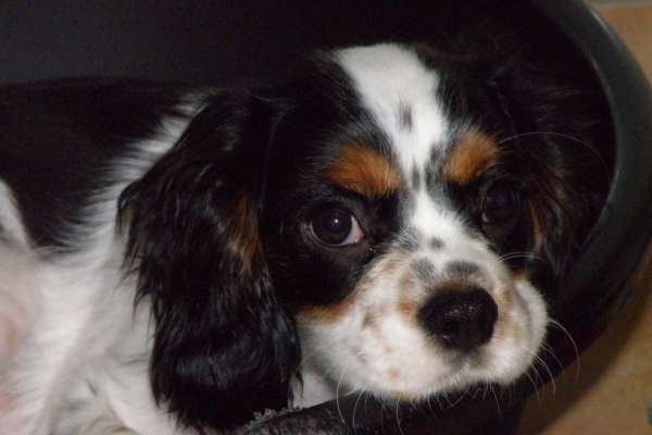 Cavalier King molto legato alla famiglia