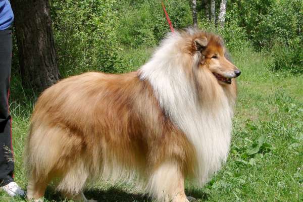 Il Collie scelta del cucciolo per una famiglia