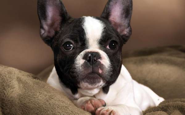 cane più adatto alla guardia e alla famiglia