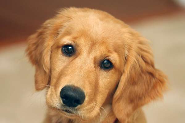 Il Golden Retriever