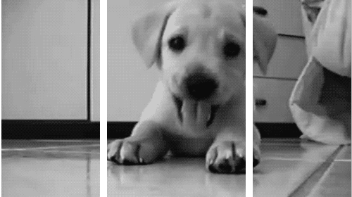 cucciolo di cane in bianco e nero tridimensionale