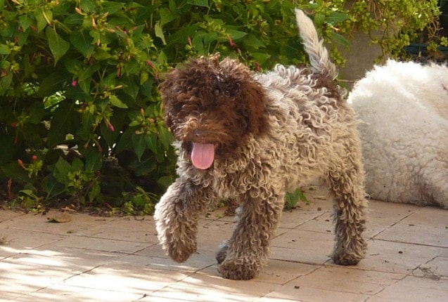 Lagotto Romagnolo foto in primo piano