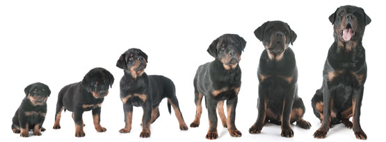 Età e aspettativa di vita del cane