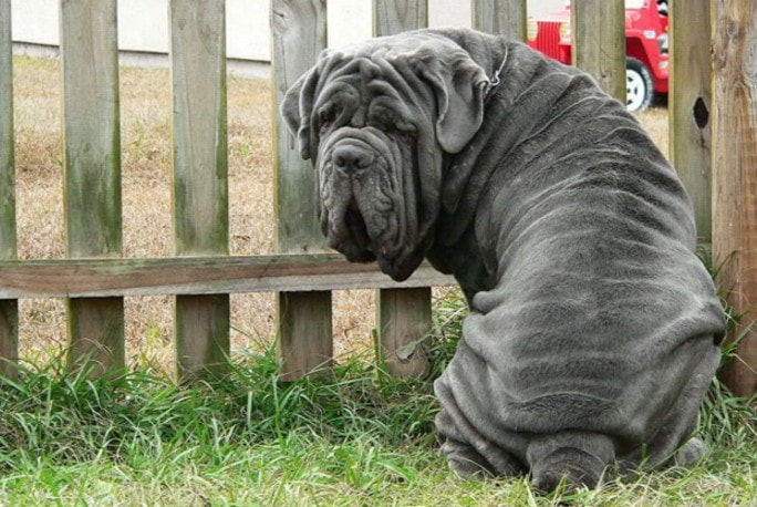 Mastino Napoletano foto in primo piano