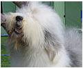 foto cane