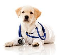 identificare il cane