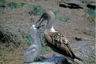 scattare foto animali