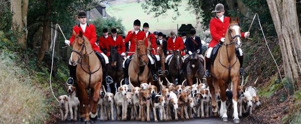 Cane segugio caccia alla volpe