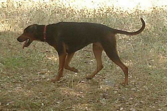 foto segugio serbo femmina