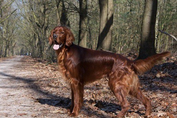 setter irlandese