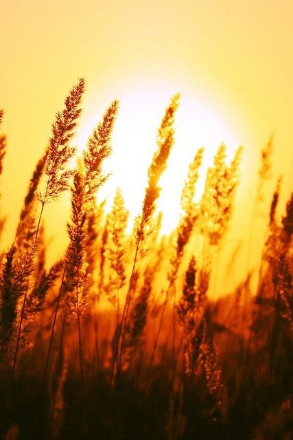 paesaggio spighe di grano con sole