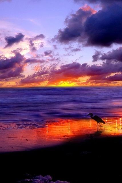 paesaggio tramonto mare spiaggia uccello