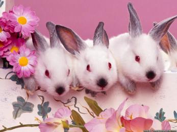 tre simpatici coniglietti decorazione pasquale
