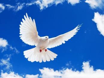 colomba bianca della pace in volo
